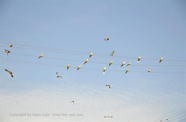 05 Lake_Gadisar,_Jaisalmer_DSC3029_b_H600